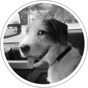 Chet Chet with his tongue out in the passenger seat