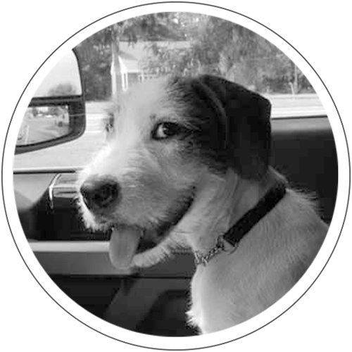 Chet Chet with his tongue out in the passenger seat